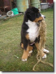 Babe Atila Trojan z Lomné