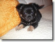 potomci mých miláčků