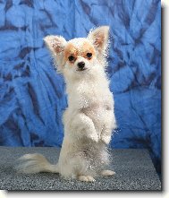 já jsem zajíček ušáček