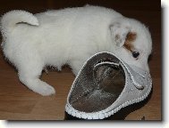 Proč je ta bota větší než já