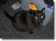 Shadow - přistěhovalec z USA  :-)