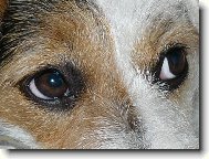 Wabirčiny obě oči