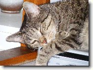 Kocourek Pepík po o.