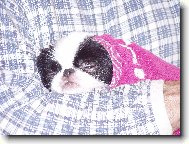 koupání před výstavou