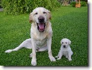 Táta má ale velkou tlamu