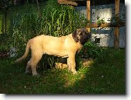 Charon z kraje sokolů 3 měsíce