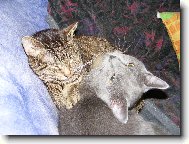 kocouři hodně domácí