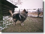 Vlčí špicové z ch. s. Re-Jan Moravia