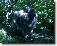 Re-Jan Moravia - Německý špic vlčí