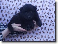 Štěně velkého černého špice B. Black Re-Jan Moravia