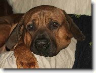 mazlíček Rubíček