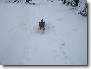 Roníček sníh miluje...