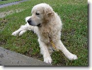 Brett je zpátky doma 13.07.2008