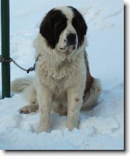 Amálka Z rodů Romanovců