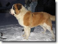 Bozsoki Harci Dirk-import maďarsko