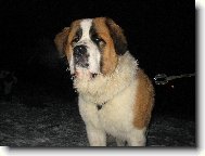 Bozsoki Harci Dirk-import maďarsko