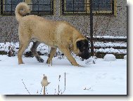 štěně  6  měsíců