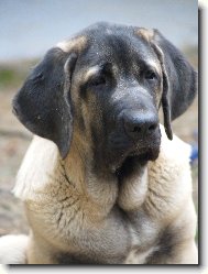 štěně  7  měsíců