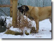 štěně  7  měsíců