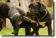 Rychle foť!!! Už ho dlouho neudržím ...