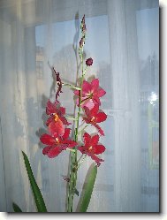 radost při každém pohledu i přivoňení