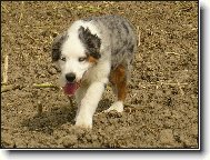 australský tygřík