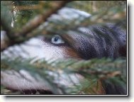 jsem z toho ve větvi