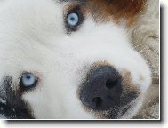 Cože ? Díra ? Vyhrabaná ? Kde ?