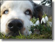 jarní sněženková