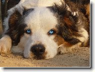 je to prostě Lexík