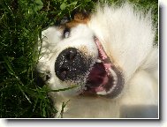 jsem úúúplně neškodnej