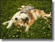 tak jsem si pořídil polštář