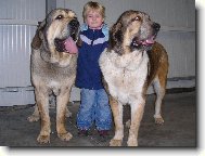 Naši mastini a naše Maruška