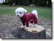 Soptík ve své nejnovější mikince