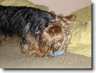 můj miláček Terry