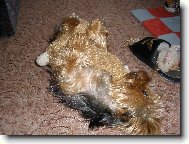 můj miláček Terry