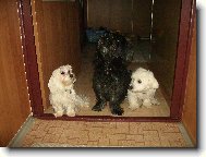 Beky   Terina   Matyáš