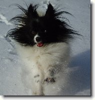 Ali Dejvické kvítko