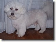 lojidna můj bišonek