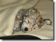 Jen si trochu schrupnu a pak tě proženu