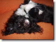 Moc rád se válím na gauči.... jeeee