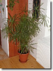 Cyperus, šáchor