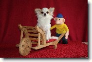 Naša čikytka Istarka-CHS FCI Ammeron