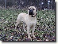 Gordon Naděje ze Zvole