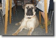 pod stolem u nohou babičky