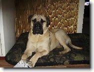 Gordon Naděje ze Zvole a jeho nový pelíšek