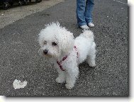 slečna Megi na procházce