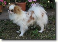 červenobílý japan-chin