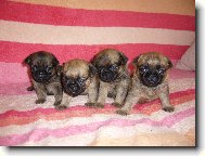 Štěňátka z Francouzské lilie