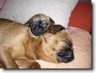 Štěně s maminkou z chov. st. Francouzská lilie